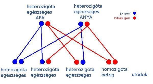 heterozigóta-heterozigóta recesszív öröklődés
